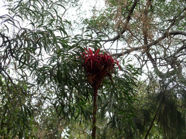 Gymea Lily for nectar